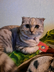 Scottish fold kassipoeg (1 foto / 3)