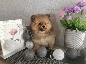 Pomerānijas (3 foto no 10)