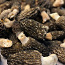Mükrel seened kuivatatud ja külmutatud 100gr (foto #1)