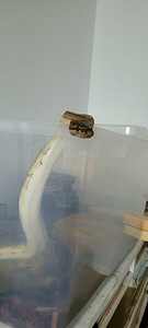 Королевский питон (2 фото из 5)