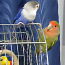 Продам двух попугаев (фото #1)