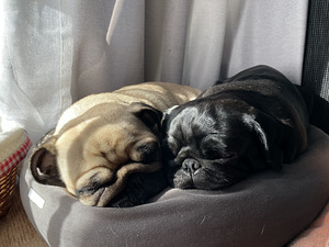 Armas Mops (1 foto / 7)