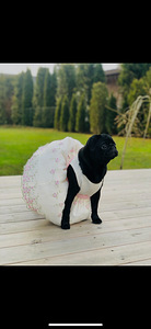 Armas Mops (5 foto / 7)