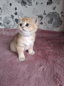 Шотландские котята (2 фото из 10)