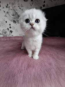 Шотландские котята (6 фото из 10)