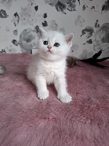 Шотландские котята (7 фото из 10)