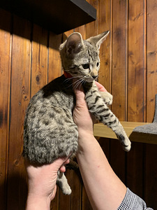 Kassipojad Savannah F4 SBT (4 foto / 10)