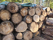 Küttepuud (kännud)