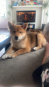 Shiba inu (1 foto / 4)
