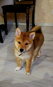 Shiba inu (4 foto / 4)