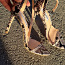 Новые туфли на каблуке Steve Madden ABBY (фото #1)