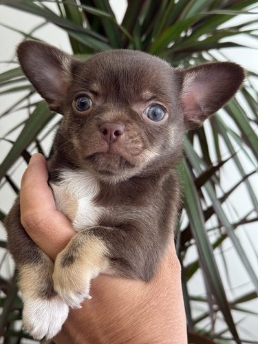 Chihuahua kutsikad müügil