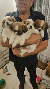 Armsad Shih Tzu kutsikad. (1 foto / 6)