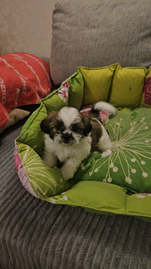 Armsad Shih Tzu kutsikad. (3 foto / 6)