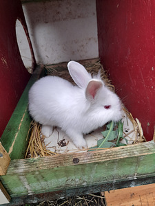 Продаются крольчата (8 фото из 9)