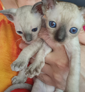 Котята Cornish Rex (1 foto / 9)