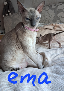 Котята Cornish Rex (2 foto / 9)