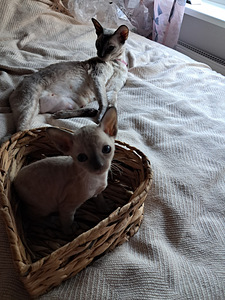 Котята Cornish Rex (4 foto / 9)