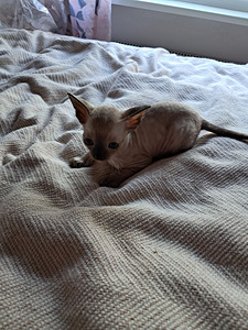 Котята Cornish Rex (8 foto / 9)