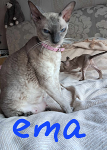 Cornish Rex котенок (4 фото из 9)