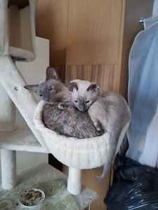 Cornish Rex котенок (2 фото из 9)