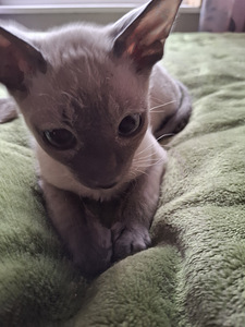 Cornish Rex котенок (1 фото из 9)
