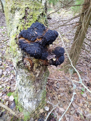 Чага сушеная измельченная, берёзовый чёрный гриб 1кг (фото #5)