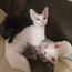 Доступны для бронирования 3 красивых и здоровых кота корнишон рекс (фото #1)