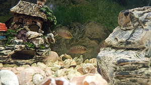 Kaheksaribaline tsiklasooma (4 foto / 5)