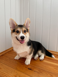 Walesi corgi pembroke (3 foto / 3)