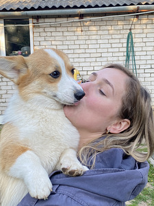 Walesi corgi pembroke (4 foto / 8)