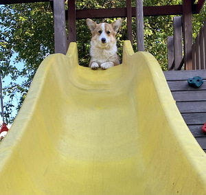 Walesi corgi pembroke (7 foto / 8)