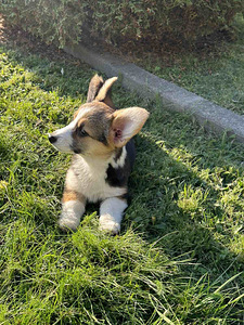 Velsh corgi pembroke (6 foto / 8)