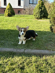 Velsh corgi pembroke (7 foto / 8)