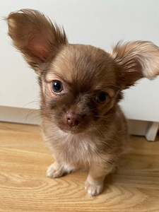 Chihuahua kutsikas (2 foto / 5)