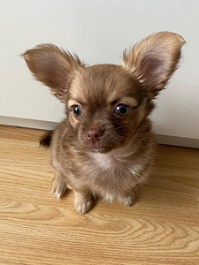 Chihuahua kutsikas (5 foto / 5)