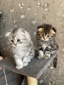 Scottish fold kassipojad (1 foto / 3)
