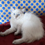Продам породу сибирских кошек. Невский Маскарад (фото #4)