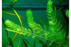 Vallisneria, sarvik, veesõnajalad ja muud taimed (4 foto / 7)