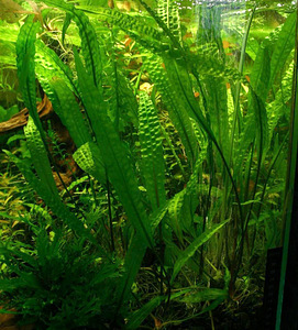 Vallisneria, sarvik, veesõnajalad ja muud taimed (6 foto / 7)