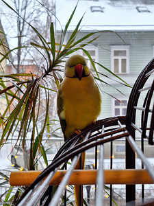 Kaks isast kaelust otsivad uut kodu! (9 foto / 10)