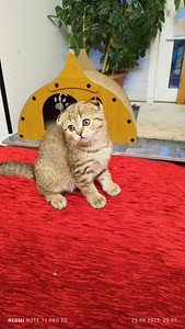 Продам шотландских котят (7 фото из 9)