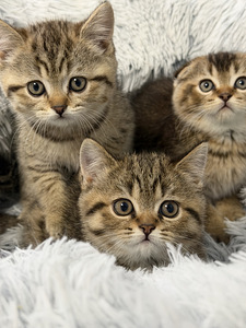 Продам шотландских котят. (3 фото из 9)