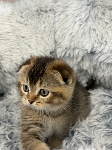 Продам шотландских котят. (7 фото из 9)