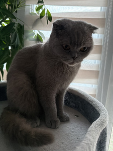 Продам шотландских котят. (9 фото из 9)