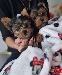 Йоркширский терьер (2 фото из 4)