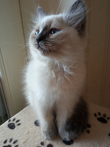 Siberi Neeva maskeraad (1 foto / 5)