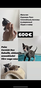 Cornish Rexi kassipojad (2 foto / 10)