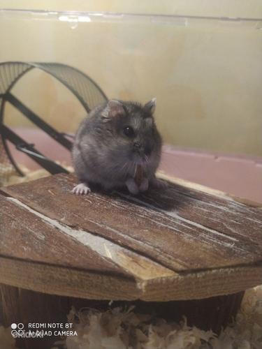 Djungaria hamster (foto #2)