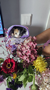 Кошки (3 фото из 6)